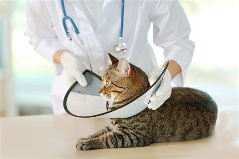 How To Care For Incision After Spayneuter Surgery Nutmeg Spayneuter