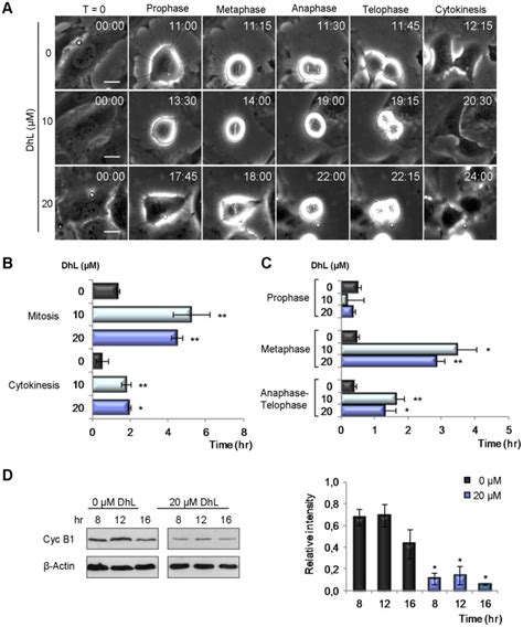 Synchronized Hela Cells Were Treated With Or M Dhl And