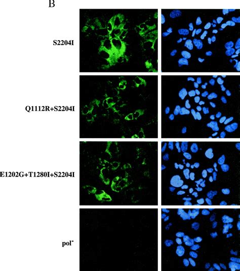 Highly Permissive Cell Lines For Subgenomic And Genomic Hepatitis C