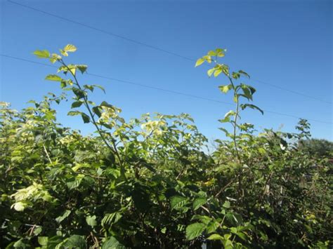 DIY Raspberry Trellis