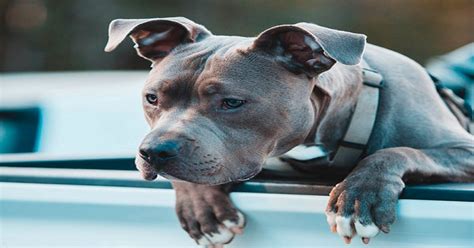 Perro Pitbull Casi Le Arranca Un Brazo A Intruso En Una Vivienda