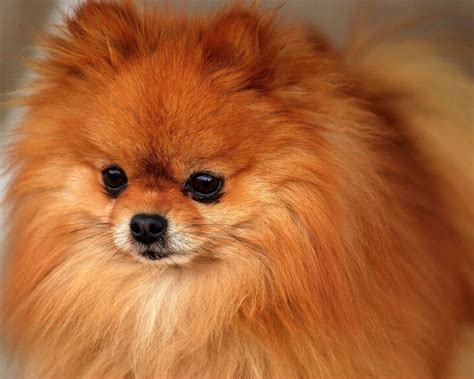 10 Best Pomeranian Dog Names