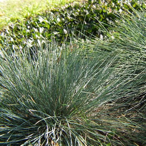 Festuca Elijah S Blue Horsford Gardens And Nursery