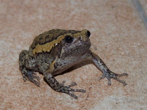 Banded Bull Frog Chubby Frog Flickr Photo Sharing