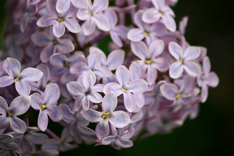 Lilacs Close Up Picture Free Photograph Photos Public Domain