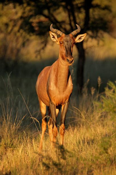 Topi Antelope Stock Photos, Pictures & Royalty-Free Images - iStock