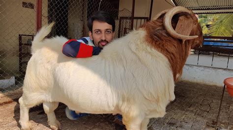 Indrayani Boer Goat Farm Adant Boer Goat Boer Goat Farm In India