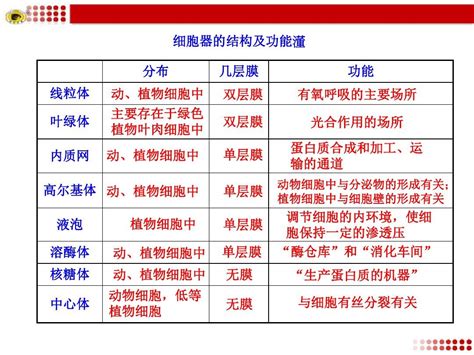 细胞器的结构和功能图 - 随意云