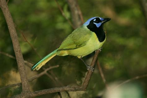 Green Jay - Bird Watching Academy