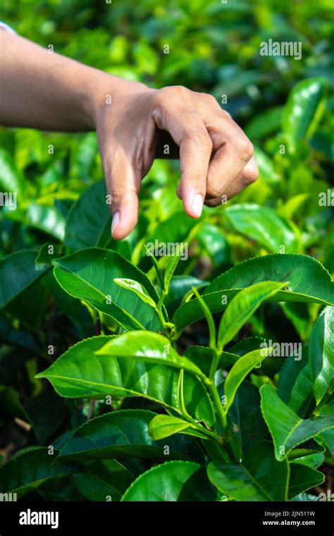 Close Up Women Hand Finger Picking Up Tea Leaves At A Tea Plantation