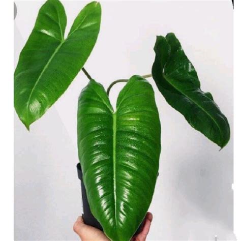 Tanaman Hias Philodendron Burle Marx Lazada Indonesia