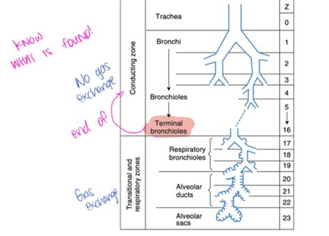 Pathophys Obstructive And Restrictive Lung Disease Flashcards Quizlet