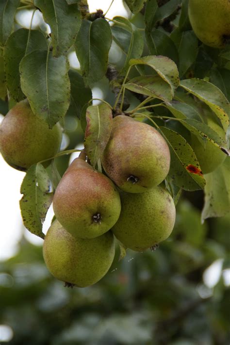 Fotos Gratis Manzana Rbol Rama Fruta Flor Maduro Comida