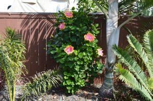 18 Fiesta Hibiscus In Garden Ideas With Pictures