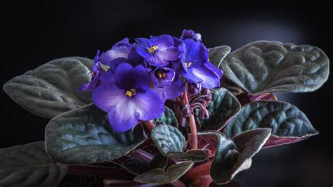 How To Grow And Care For African Violets | Gardening Know How