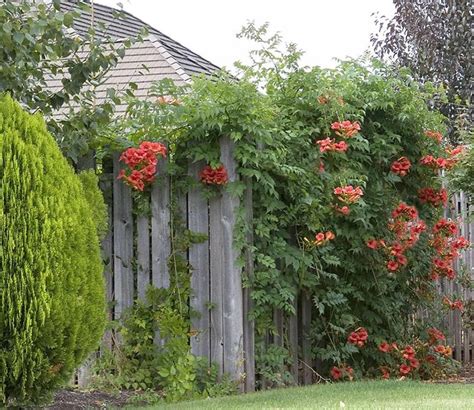 Trumpet Creeper Vines At