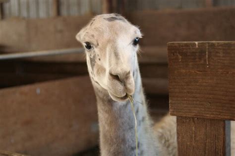 Premium Photo Portrait Of Llama In Shed