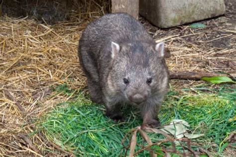 Wombat Day: Celebrating These Fascinating Aussie Creatures - UrduFOX