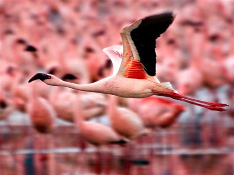 Flamingos, Kenya