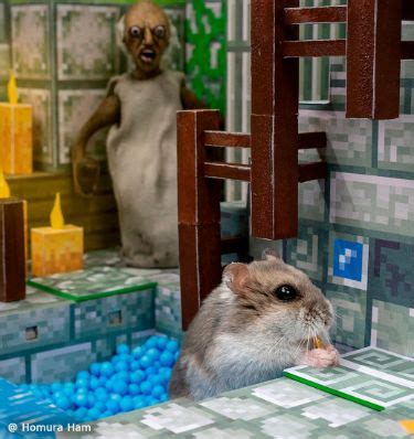 Hamster Vs Granny In The Minecraft Dungeons Hamster Syrian