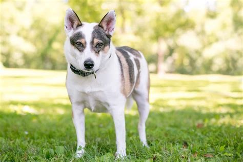 Mini Blue Heeler: A Dog You Don't See Every Day