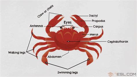 Parts of a Crab in English with Pictures • 7ESL