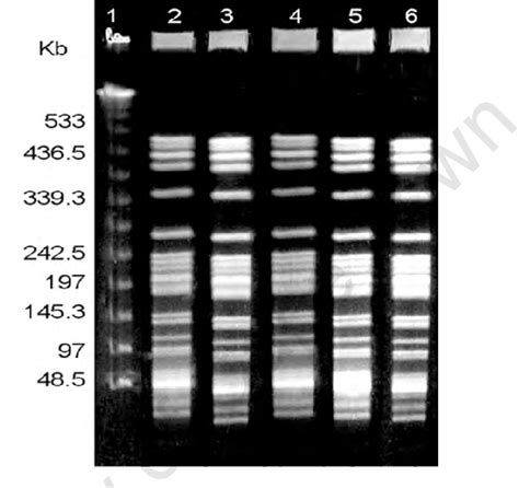 Figure 1 1 From Isolation And Molecular Characterization Of Shiga Toxin