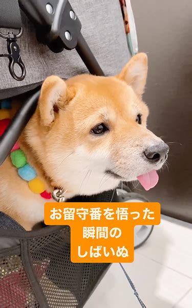 飼い主のお出かけを察知した柴犬、さっそうと けなげなアピールに「一緒に行きたかったね」とたたえる声 ねとらぼ