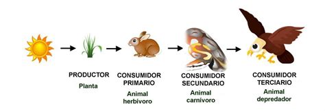 señala los herbívoros que se alimentan directamente de los productores