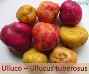 Ulluco facts and health benefits
