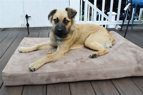 Big Barker Dog Bed Review- Why this is the Best Dog Bed on the Market