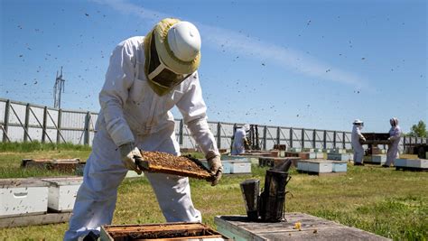 Bees Are Big Business For Marshfields Hauke Honey Corporation