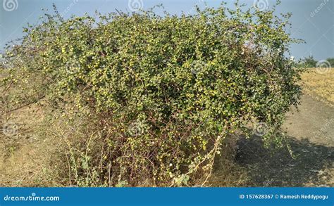 This Is Granular Fruit Plant Stock Image Image Of Assists Granular