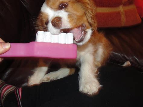Shih Tzu Skin Bumps Dog Breed Information
