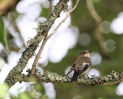 Gobemouche Noir Femelle Chriscrst Photo66 Flickr