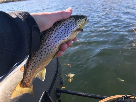 Rainbow Trout Archives Fly Fishing Manitoba