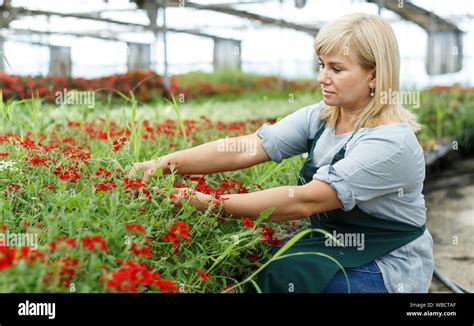 Portrait Of Mature Female Gardener With Scissors Cutting Vervena Plants In Greenhouse Stock