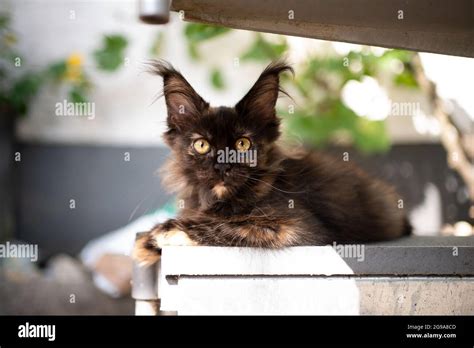 Maine Coon Tortoiseshell Kitten