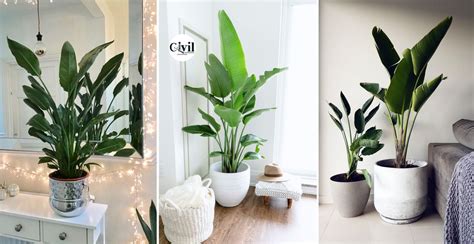 35 Amazing House Plants Indoor Decor Ideas Engineering Discoveries