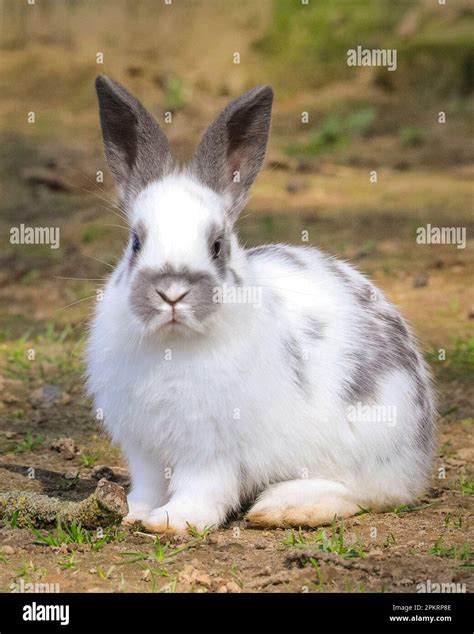 Bunny Sunbathing Hi Res Stock Photography And Images Alamy