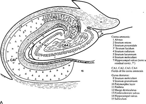 Hippocampal Morphology And Cytoarchitecture A Diagram Of A Transverse Download Scientific