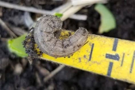 Cutworm How To Control This Pest Canola Encyclopedia