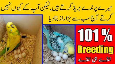 The Secret Of Birds Breeding Australian Parrots Breeding Tips In Urdu