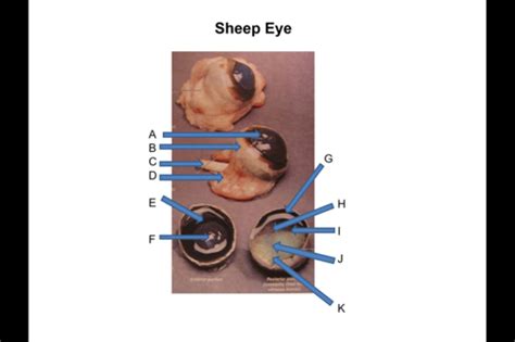 Sheep Eye anatomy Flashcards | Quizlet