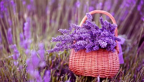 Lavender Flower Wallpaper Hd - 1336x768 - Download HD Wallpaper ...