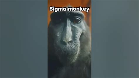 Sigma Monkey Youtube