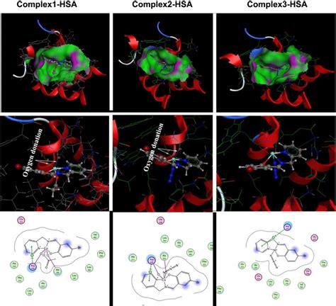 Molecular Docking Study Of Complexes 1 2 And 3 With Hsa Download