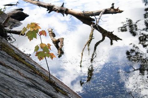 nature walk: kearney lake trails, nova scotia - Imagine Childhood : Magic & Memories That Last a ...