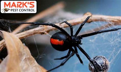 Spider Control Melbourne 0482074889 1 Same Day Spider Removal