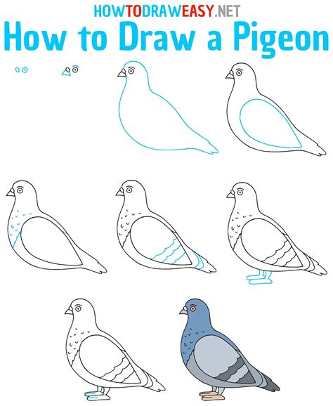 How To Draw A Pigeon Draw For Kids